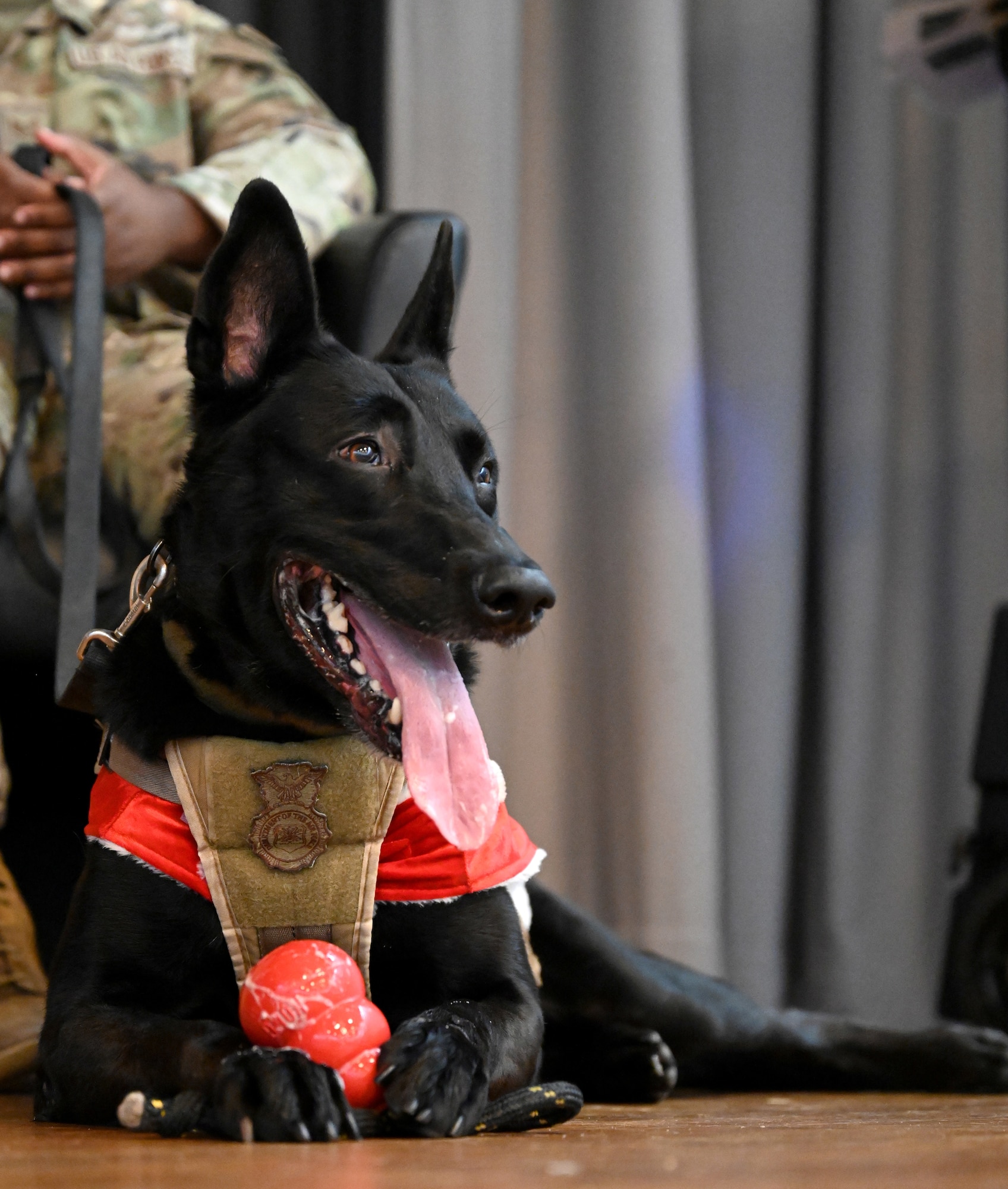 U.S. Air Force Military Working Dog Cchuy lays with his toy before the start of his official retirement ceremony at Royal Air Force Lakenheath, England, Dec. 13, 2023. During his time at the 48th Security Forces Squadron, Cchuy amassed more than 5,900 in all-weather specialized explosive search, deterrence and intruder detection operations, to provide a safe and secure environment for the mission accomplishment of the 48th Fighter Wing. The newly retired MWD has been adopted by his final handler, Staff Sgt. Ben Kaupp and his family. (U.S. Air Force photo by Karen Abeyasekere)