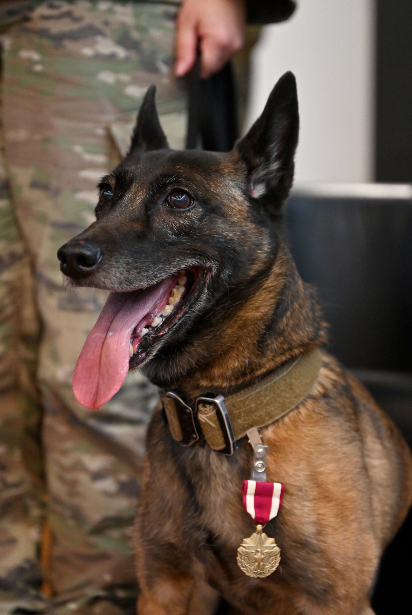 U.S. Air Force Military Working Dog Ukkie, 48th Security Forces Squadron, shows off her Meritorious Service Medal at the retirement ceremony for her and MWD Cchuy at Royal Air Force Lakenheath, England, Dec. 13, 2023. Ukkie began her active-duty career in 2017, serving at RAF Mildenhall with the 100th Security Forces Squadron, before being transferred to the RAF Lakenheath kennels in 2020, to share her knowledge and experience with younger MWDs. She has been adopted by her first handler from RAF Mildenhall and will live out her days with her family in Virginia. (U.S. Air Force photo by Karen Abeyasekere)