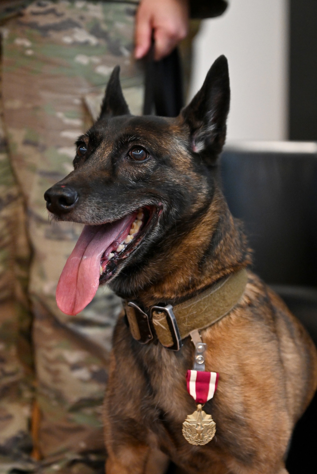 U.S. Air Force Military Working Dog Ukkie, 48th Security Forces Squadron, shows off her Meritorious Service Medal at the retirement ceremony for her and MWD Cchuy at Royal Air Force Lakenheath, England, Dec. 13, 2023. Ukkie began her active-duty career in 2017, serving at RAF Mildenhall with the 100th Security Forces Squadron, before being transferred to the RAF Lakenheath kennels in 2020, to share her knowledge and experience with younger MWDs. She has been adopted by her first handler from RAF Mildenhall and will live out her days with her family in Virginia. (U.S. Air Force photo by Karen Abeyasekere)