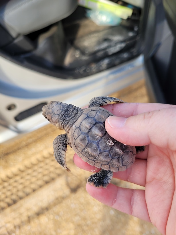 Turtle hatchling rescued during rare discovery in Summer Haven, Fla. This Loggerhead hatchling was rescued under the provision of the Florida Good Samaritan Act.