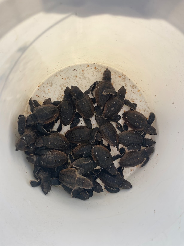 Turtle hatchlings rescued during rare discovery in Summer Haven, Fla. These Loggerhead hatchlings were rescued under the provision of the Florida Good Samaritan Act.