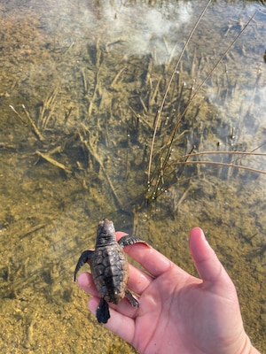 Turtle hatchling rescued during rare discovery in Summer Haven, Fla. This Loggerhead hatchling was rescued under the provision of the Florida Good Samaritan Act.