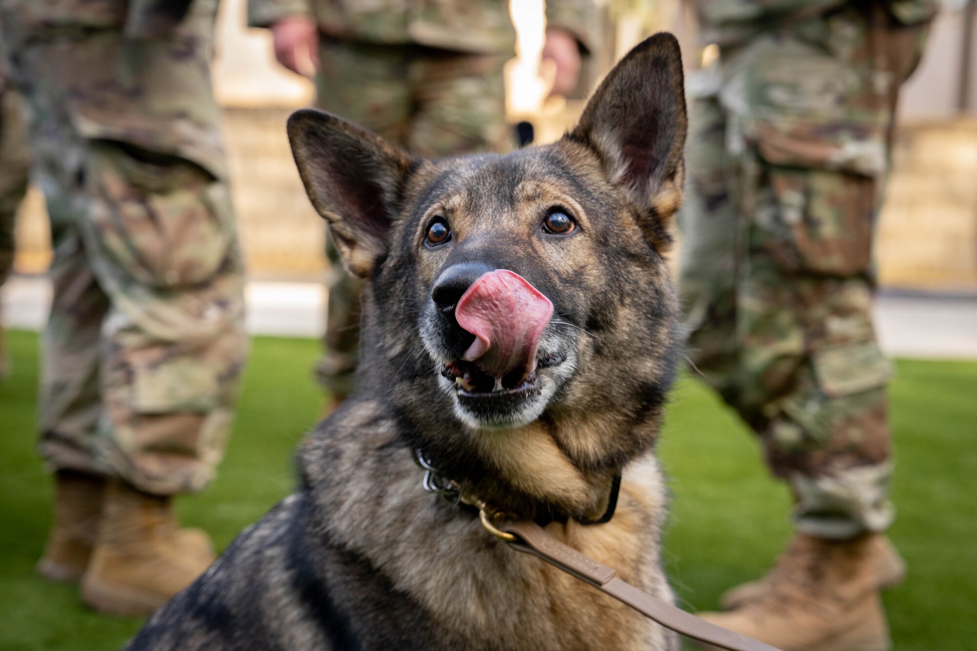 Dog licking his nose
