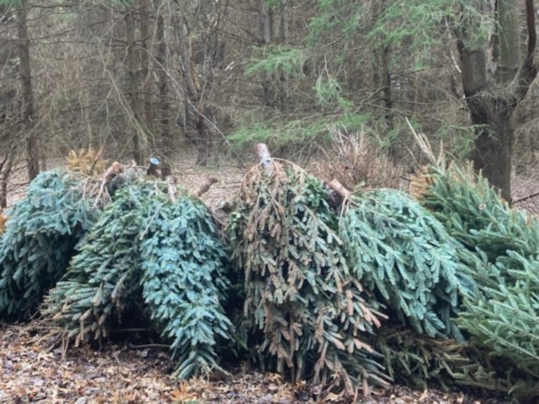 Christmas trees in a forest.