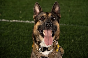 Picture of a military working dog.