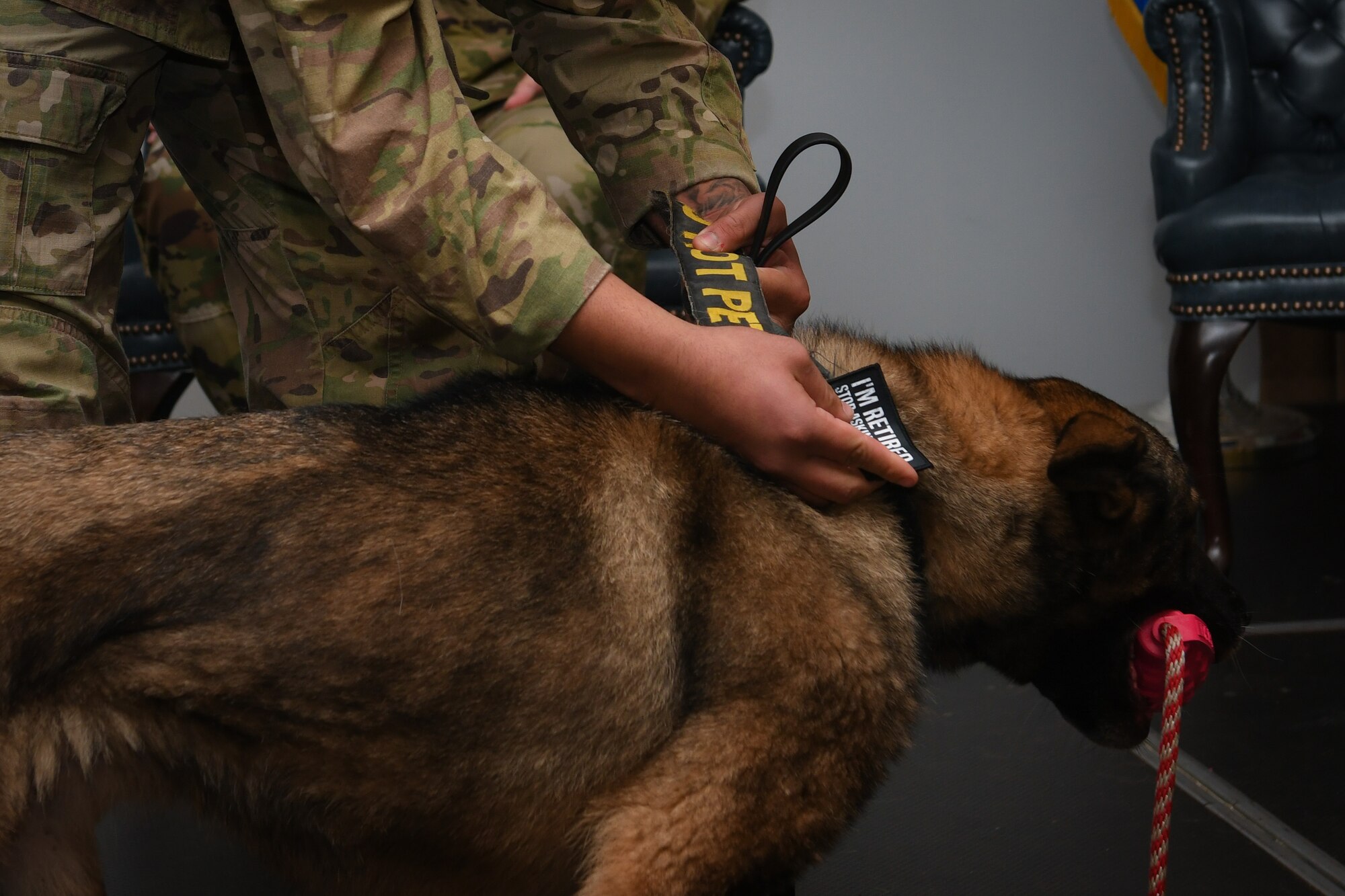 A  man removes a "do not pet" patch from a dogs collar and replaces it with one that says "I'm retired. Stop asking me to do things."
