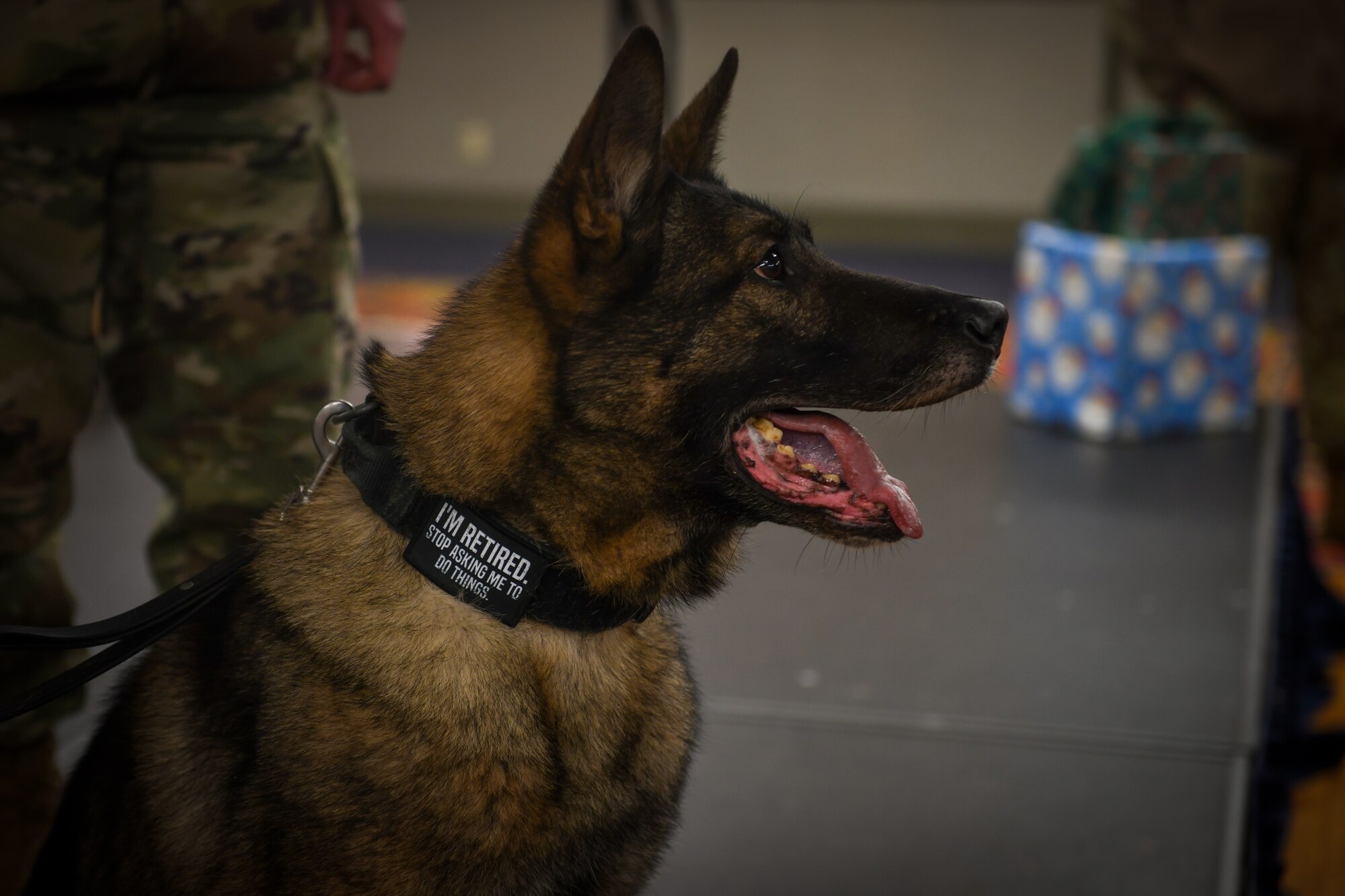 A Military Working Dog sits on a stage wearing a collar patch that says "I'm retired. stop asking me to do things."