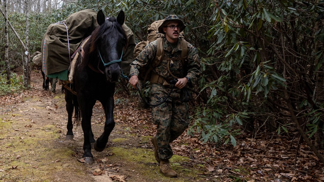 U.S. Marine Corps Lance Cpl. Kevin Alves, a satellite transmissions system operator with Communication Company, Headquarters and Service Battalion, 2nd Marine Logistics Group, leads a mule during a mule packer’s course in Burnsville, North Carolina, Nov. 15, 2023. The mule packer’s course taught Marines skills enabling them to load and maintain pack animals for military applications in remote and austere environments. (U.S. Marine Corps Photo by Lance Cpl. Alfonso Livrieri)