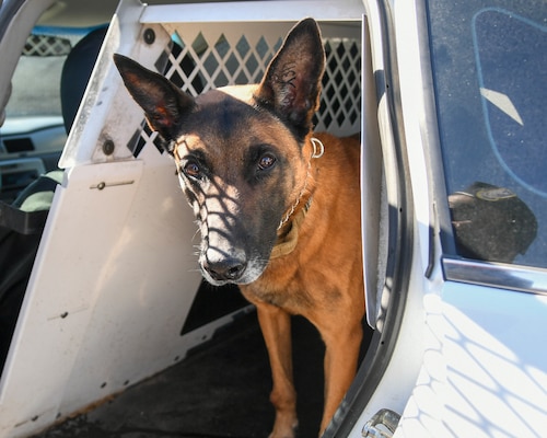 Military working dog XXuthus sits in a car