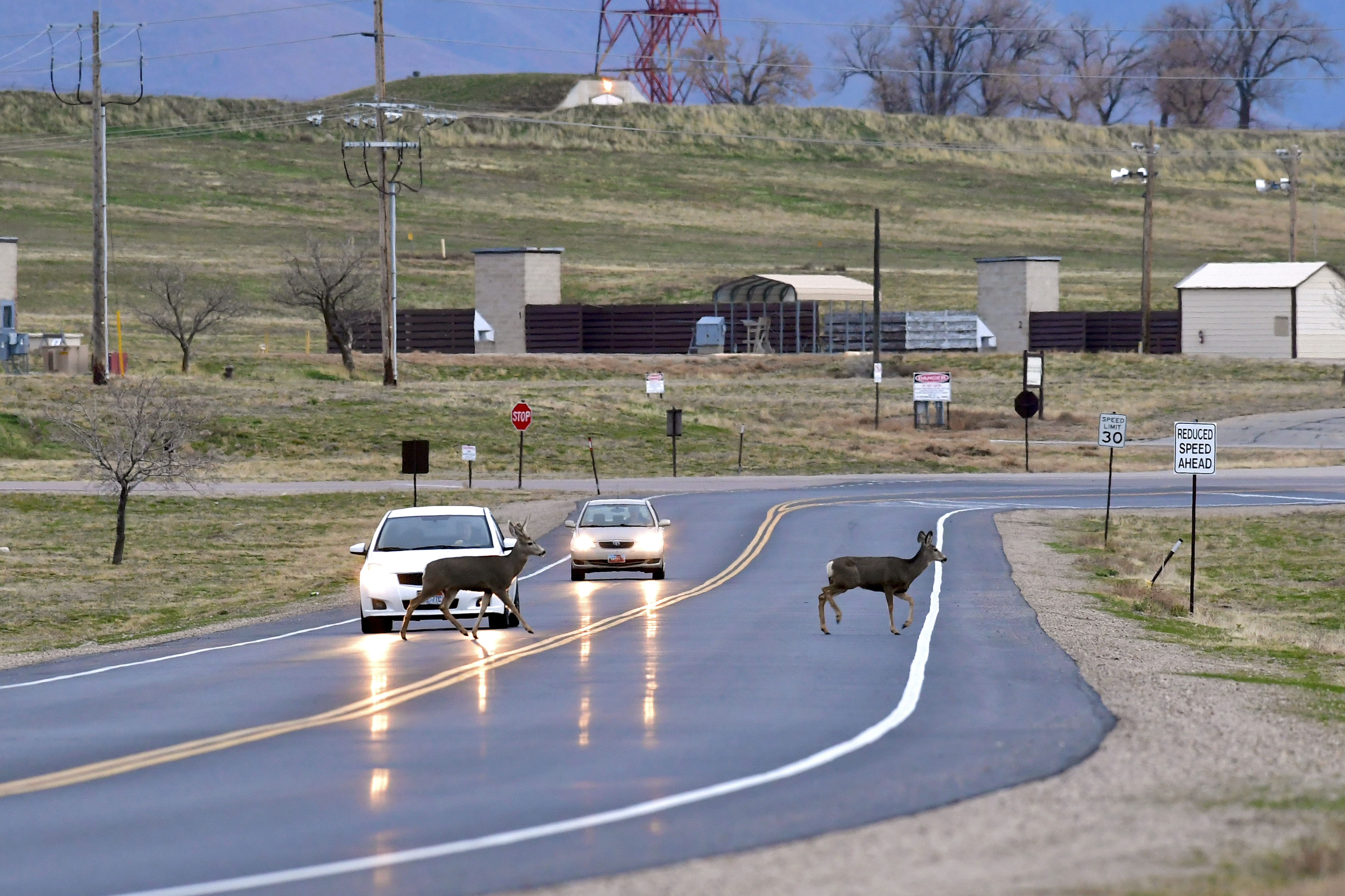 Wildlife officials urge motorists to look out for increased deer activity  this winter > Air Force Safety Center > Article Display