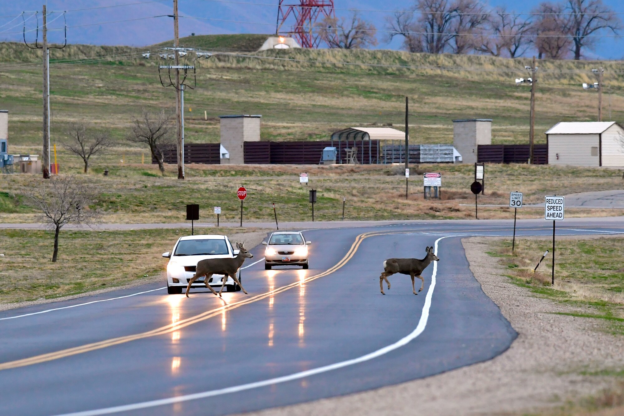 Deer regularly cross Wardleigh Road at Hill Air Force Base, Utah.
Local Mule Deer activity is more likely to occur in the early morning and around sunset, which coincides with peak commuting hours. This is also when low-light conditions make it difficult for motorists to see. (U.S Air Force photo by Todd Cromar)