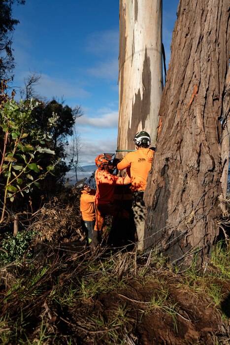 The U.S.  Army Corps of Engineers, Hawaii Wildfires Recovery Mission team, along with federal, state, and local partners, are finishing out Phase II of debris removal in Kula, Maui. The removal process began once hazardous tree assessments were completed by registered foresters and arborists in the impacted areas. Arborists tie ropes around a healthy tree which the use to pull the snag upright into a safe position. Only trees that pose an imminent threat of falling into the public right of way or present a hazard to workers or the work zone will be removed.
