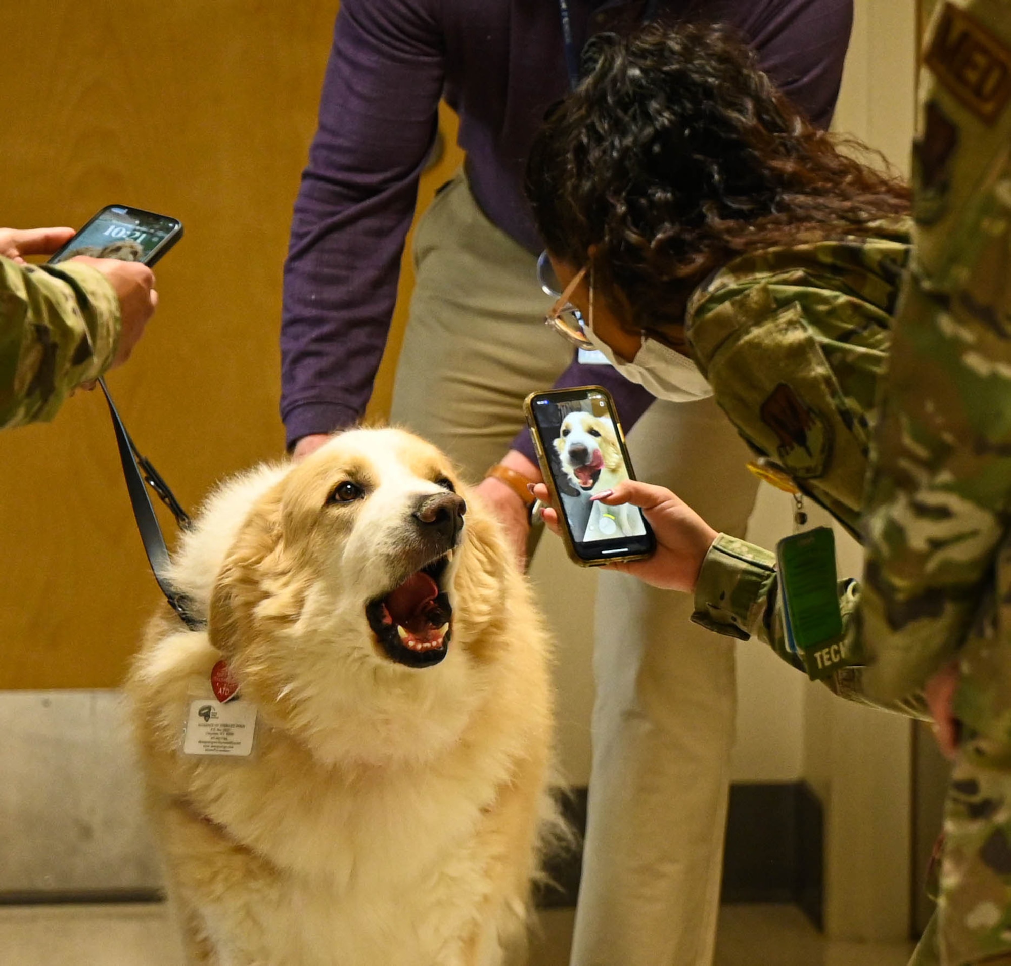 Appa the service dog receives affection from a service member