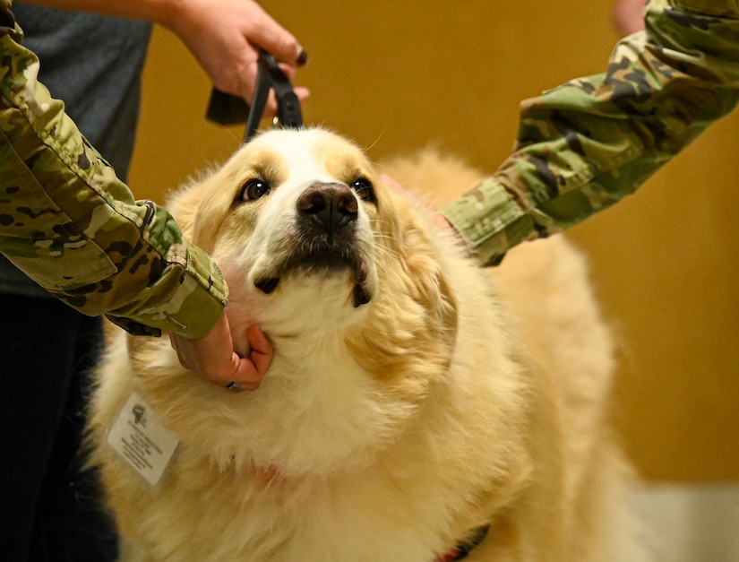 Appa the service dog receives affection from a service member