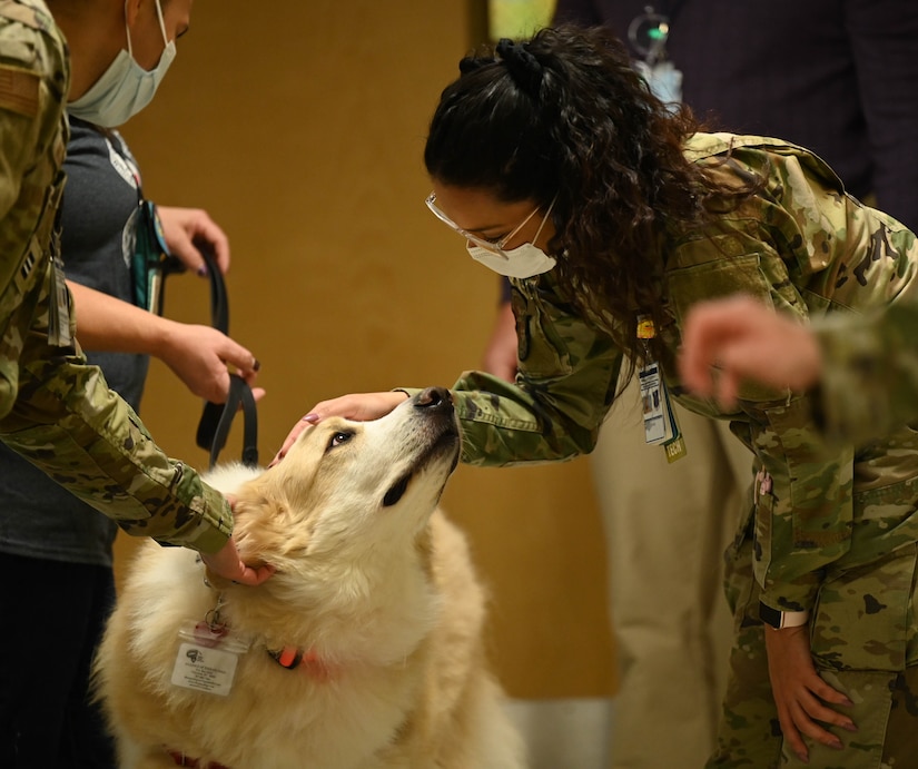 Appa the service dog receives affection from a service member