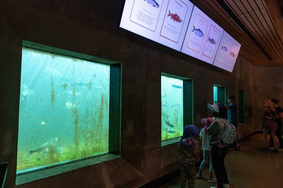 Fish ladder viewing room at Lake Washington Ship Canal