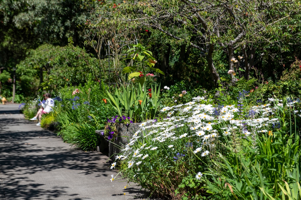 Photo of a bed of flowers in Lake Washington Ship Canal