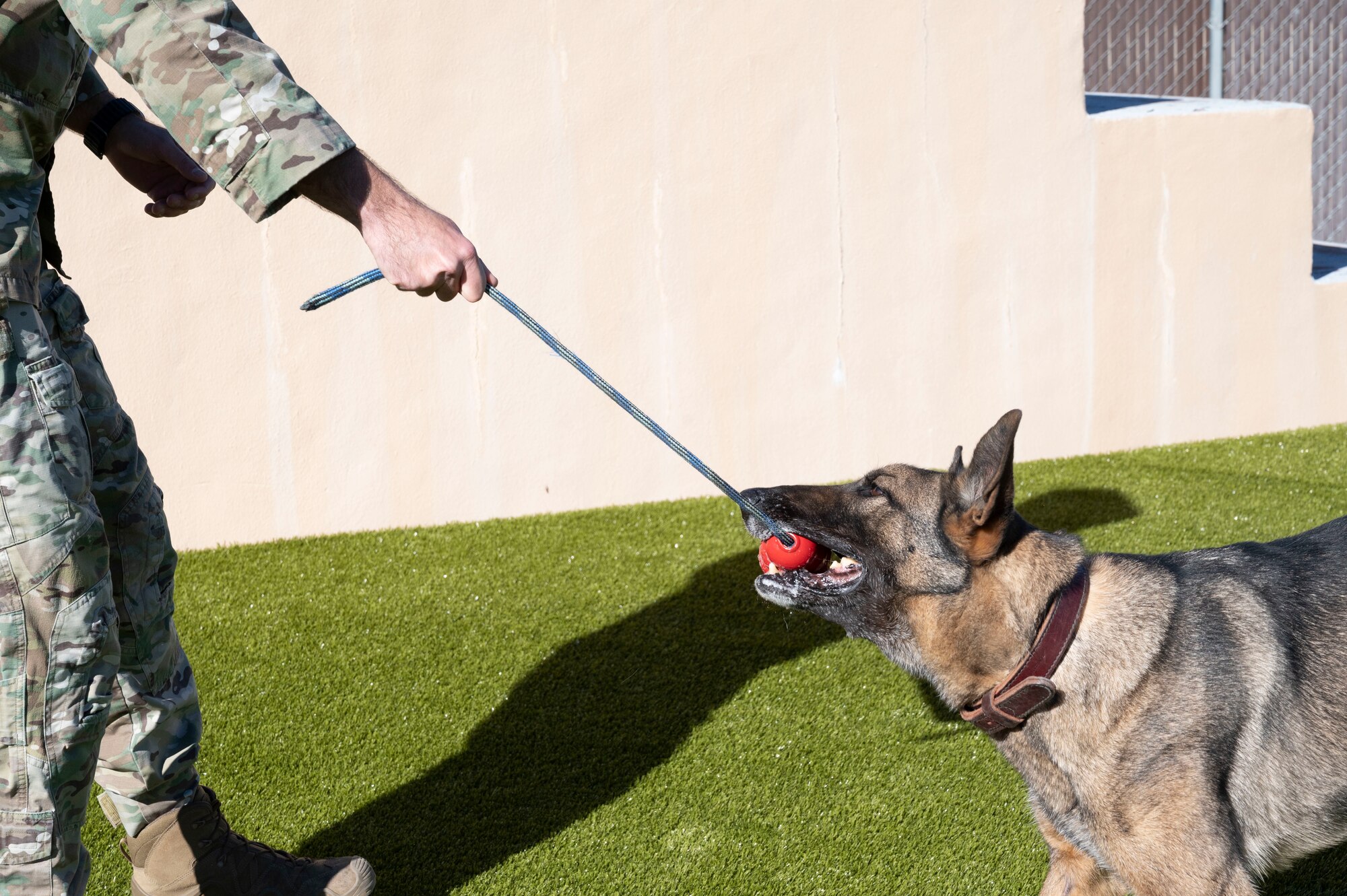 U.S. Air Force Staff Sgt. Charles Gaines, 47th Security Forces Squadron military working dog trainer, rewards Tuko, a military working dog, with a dog toy for a successful training routine at the 47th Security Forces Squadron military working dog training area at Laughlin Air Force Base, Texas, on Jan. 13, 2023. MWD handlers employ their dogs to conduct vehicle searches, and searches of open areas, buildings, and other locations for the detection of suspects, explosives or illegal drugs. (U.S. Air Force photo by Airman 1st Class Kailee Reynolds)