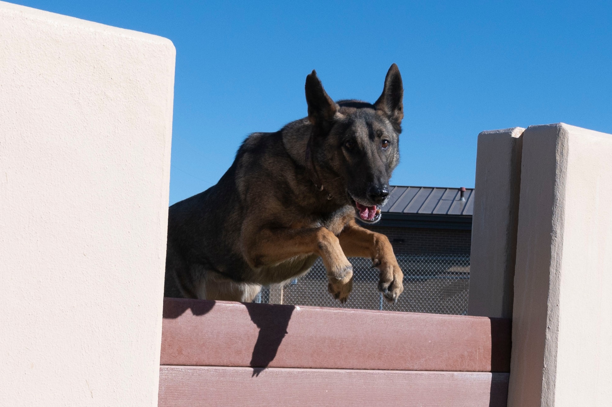 U.S. Air Force Staff Sgt. Charles Gaines, 47th Security Forces Squadron military working dog trainer, trains military working dog Toku, to jump over a hurdle at the 47th Security Forces Squadron military working dog training area at Laughlin Air Force Base, Texas, on Jan. 13, 2023. Military working dogs provide a variety of services, including the detection of explosives and drug searches, tracking of personnel and suspects, patrol of restricted areas, and protection of military installations. (U.S. Air Force photo by Airman 1st Class Kailee Reynolds)