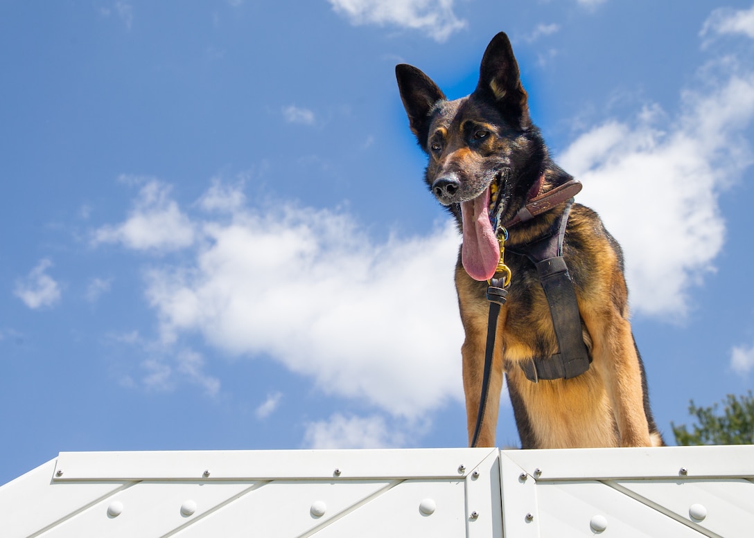 U.S. Marine Corps Cpl. Nathan R. Hernandez, military working dog handler, Provost Marshal Office, Security Battalion, leads his military working dog Fredy through an obstacle course on Marine Corps Base Quantico, Virginia, April 27, 2022. The course helps the handler bond with their dog while also training the dogs in obedience. Obedience training includes the obstacle course, simple commands, fetching objects, sitting and staying. The dogs are expected to be obedient in any circumstance, even when distractions are present. (US Marine Corps photo by Lance Cpl. Kayla LaMar)