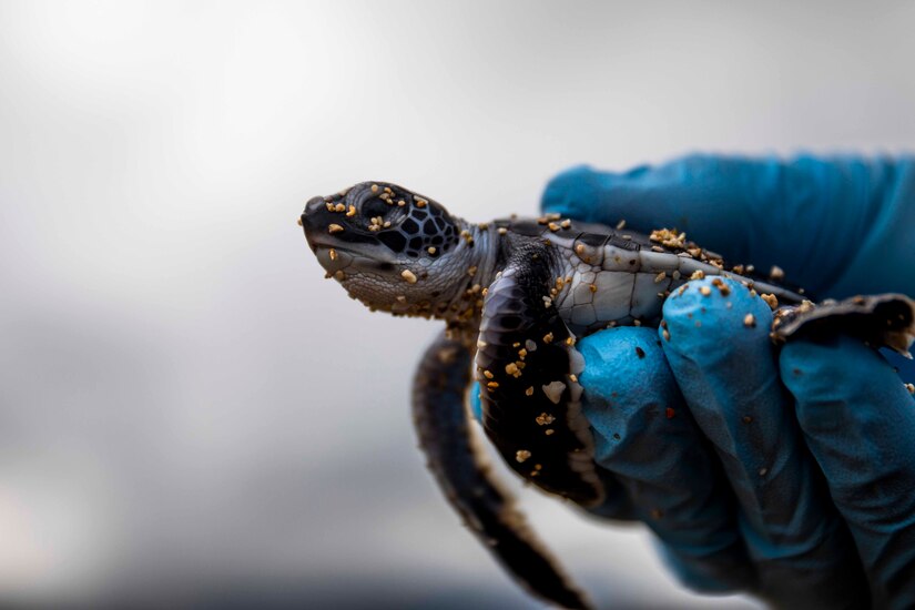 A gloved hand holds a baby sea turtle.