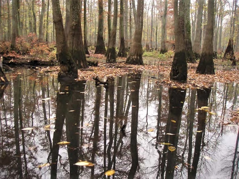 This Draft Integrated Feasibility Study Report (DIFR) and Draft Environmental Assessment (DEA) for the Hatchie-Loosahatchie Mississippi River Ecosystem Restoration Study investigates the feasibility of alternatives to address problems and opportunities associated with ecosystem degradation within the Mississippi River Miles 775-736. 

The study purpose is to evaluate the causes and effects of significant environmental degradation in the study area; to formulate and evaluate potential solutions to these identified problems; and upon consideration of the various alternatives formulated, to recommend for Federal investment a justified plan that is effective, efficient, complete, and acceptable. 

The 39-mile stretch of the Mississippi River that is included in the study area begins at approximately river mile 775, at the confluence of the Hatchie River, to approximately river mile 736, at the confluence of the Wolf River near downtown Memphis, Tennessee.