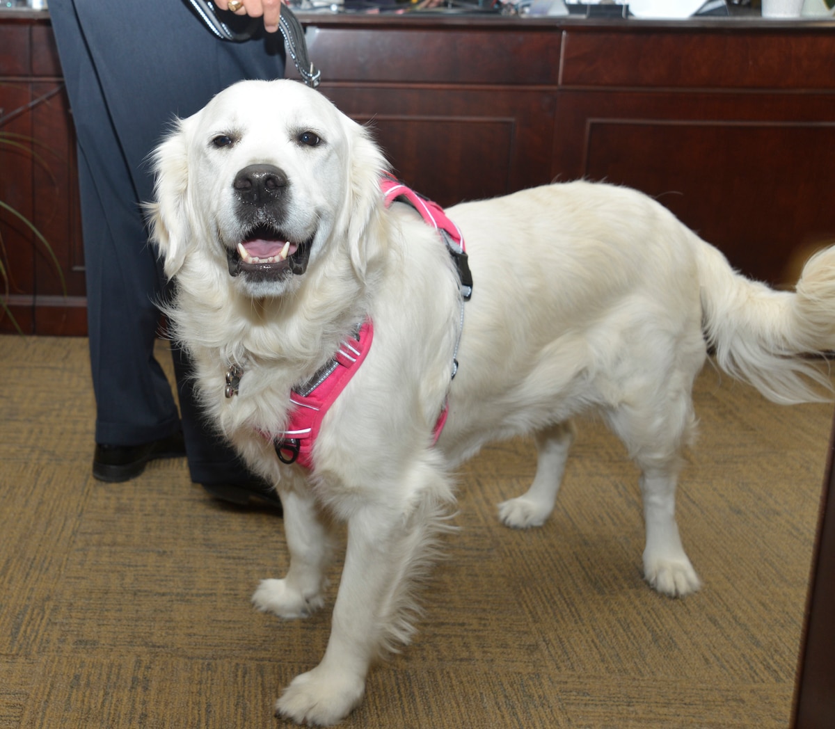 16th Air Force therapy dog, Bindi Lou, is ready to meet her next new friend. “There has been a lot of effort and thought put into establishing the 16 AF Therapy Dog Program -- not the least of which was to make it a formal and repeatable process for other units to emulate,” said Carlos Bushman, Bindi’s handler.