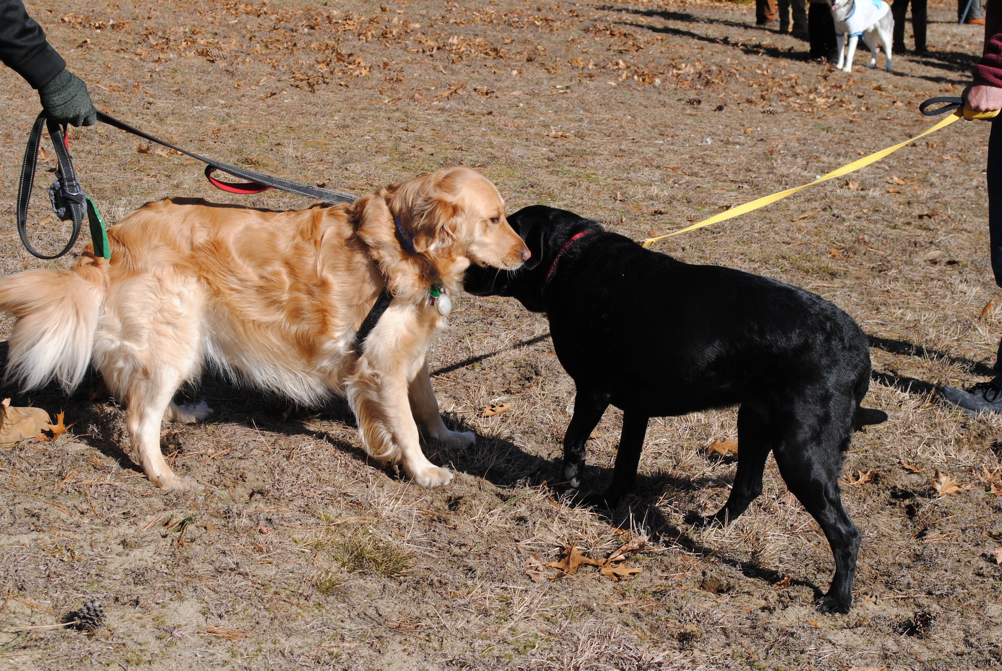 Chicopee breaks ground on Memorial Dog Park