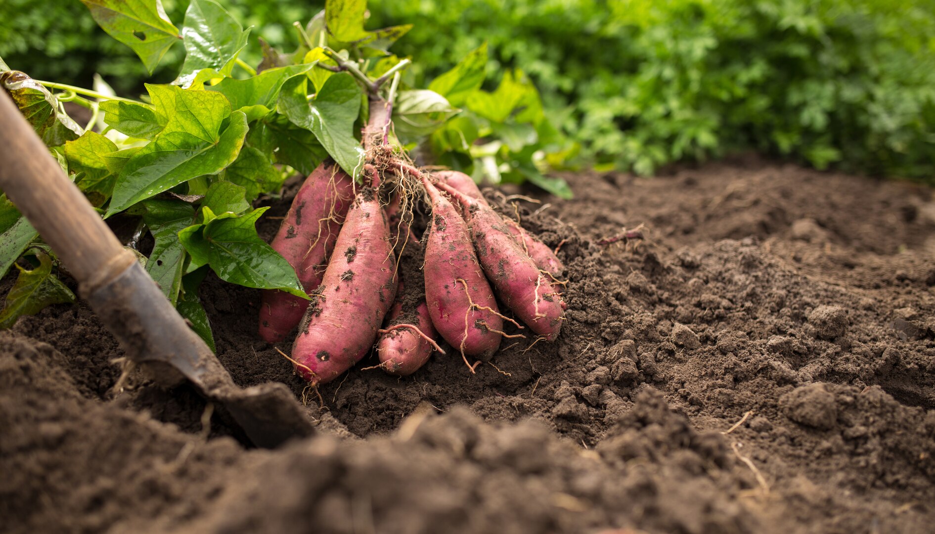 A bunch of sweet potato lay in rich brown soil next to a shovel with green plants in the background of the image.