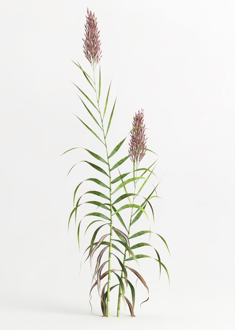 A tall plant from the grass family, it has thin leaves coming off a central stalk on each side. At the top of the stalk is an off white crown,