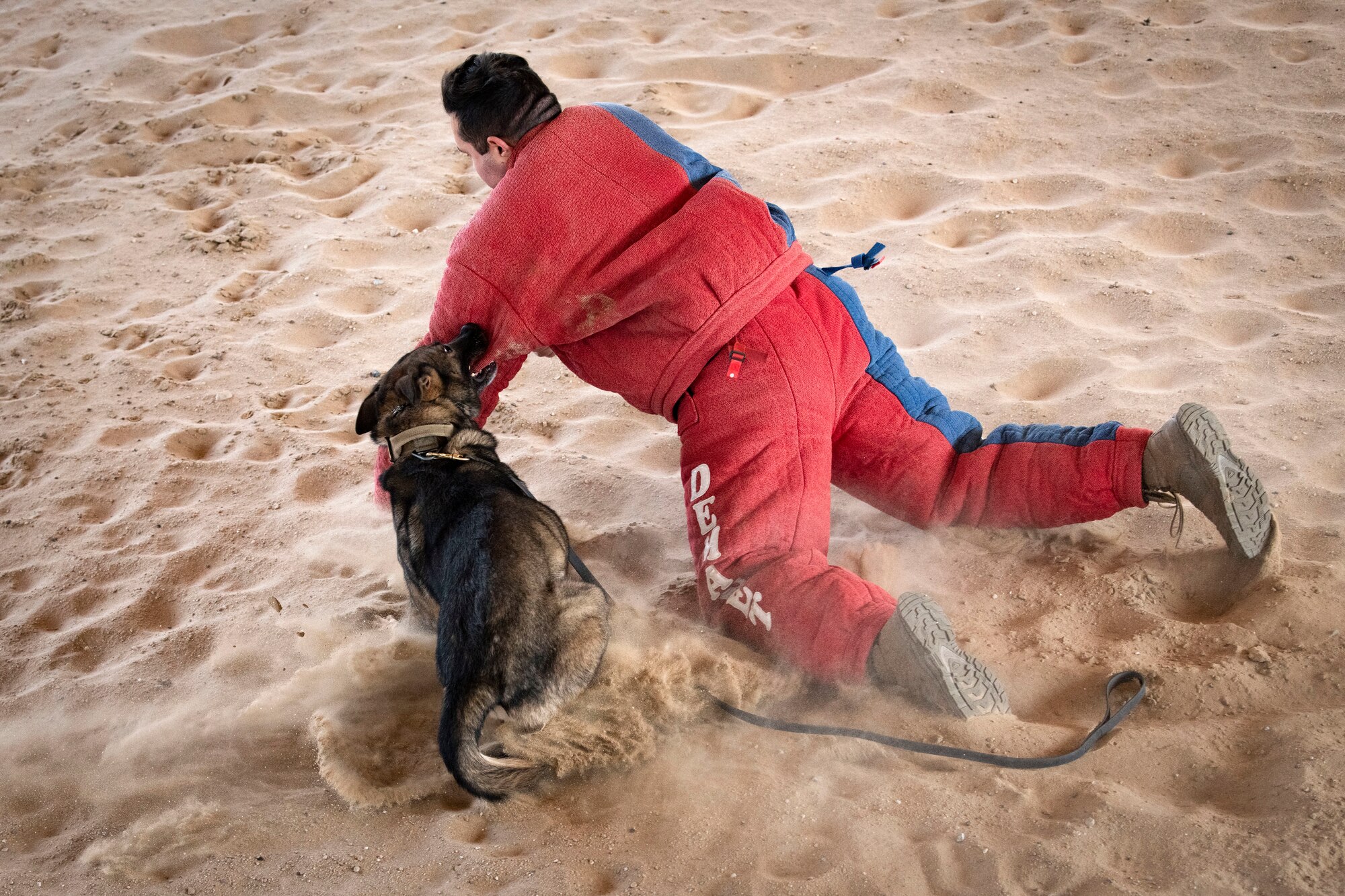 Military Working Dog Mark takes down Cpl. Isaiah Coles, a Canadian Armed Forces member, during a MWD bite demonstration at Ali Al Salem Air Base, Kuwait, Feb. 16, 2023.
