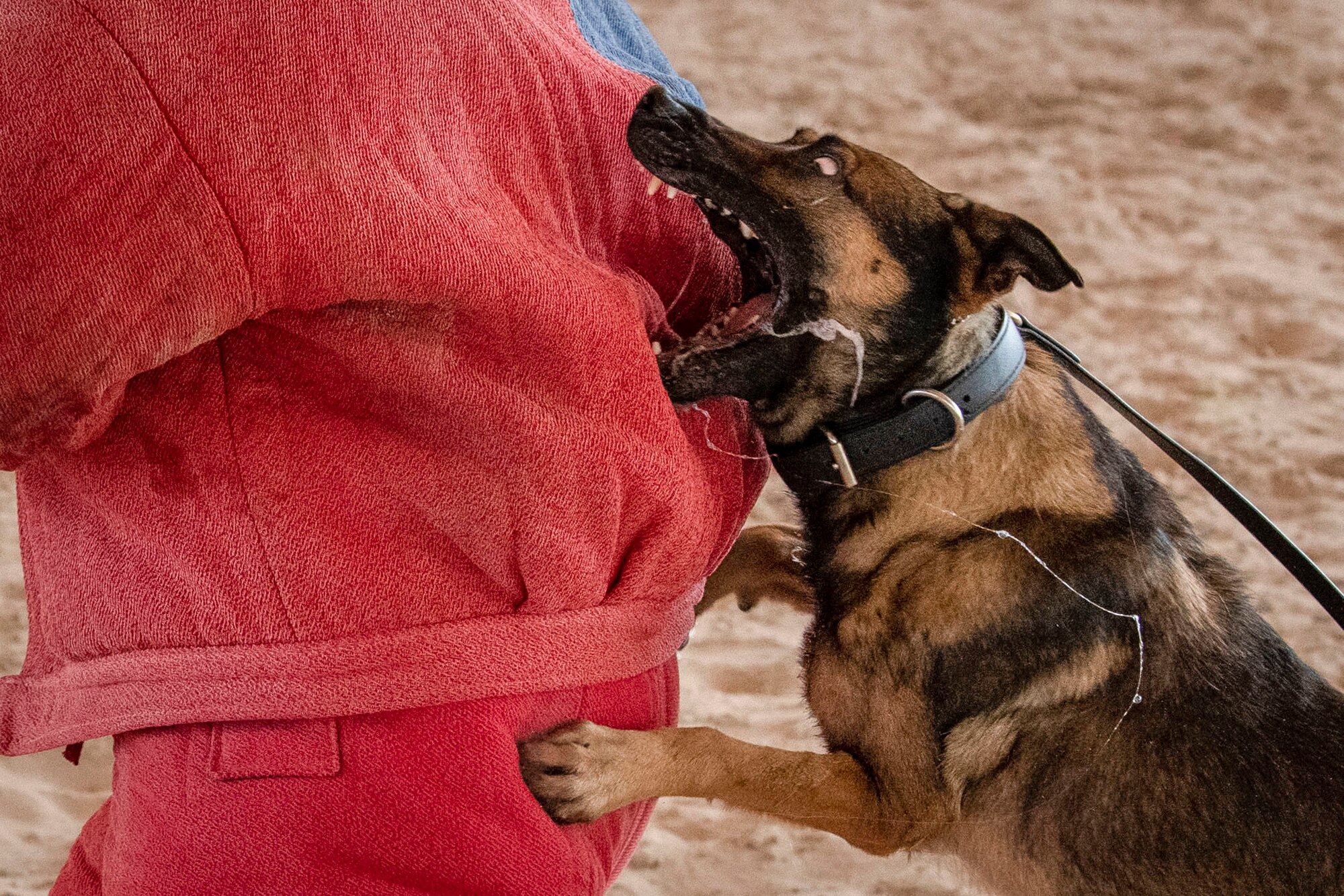 Military Working Dog Azir, assigned to the 386th Expeditionary Security Forces Squadron, attacks during a MWD bite demonstration at Ali Al Salem Air Base, Kuwait, Feb. 16, 2023.
