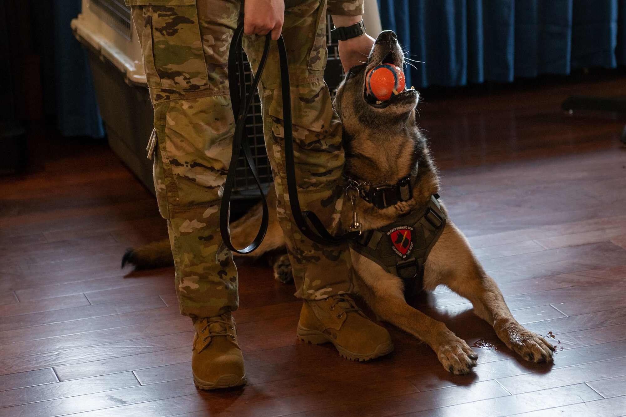 Photos of military working dogs retiring from years of service.