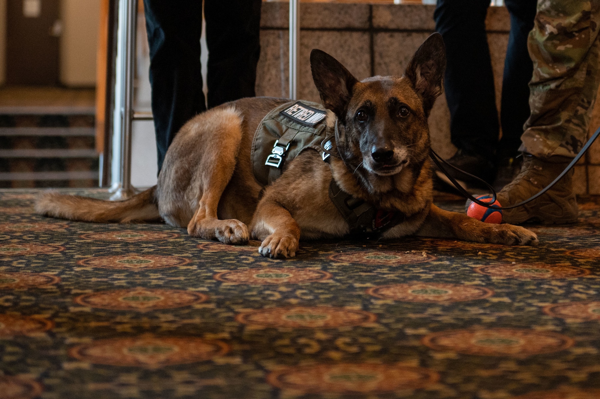 Photos of military working dogs retiring from years of service.