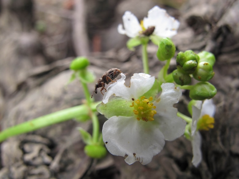 Adult Listrononutus appendiculatus on the flower of Sagittaria platyphylla. Adults feed on flower pollen and lay their eggs between the flower petals and bracts. After hatching, larvae feed on developing fruits. 
Photo credit: Raelene Kwong, AgriBio