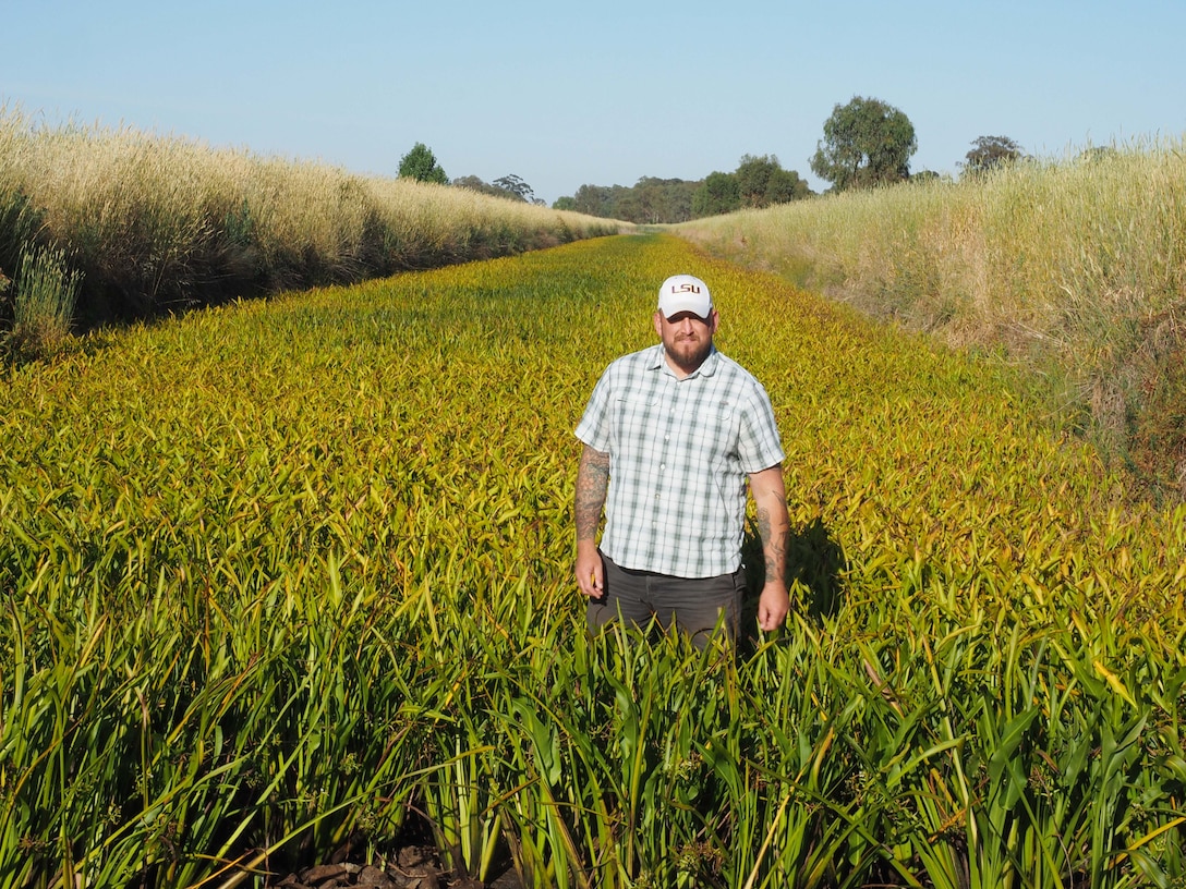 Dr. Nathan Harms, U.S. Army Engineer Research and Development Center Environmental Laboratory research biologist, standing amongst a thick sagittaria infestation in northern Victoria during his visit to Australia to hand-deliver insects collected in the U.S. for the sagittaria project.
