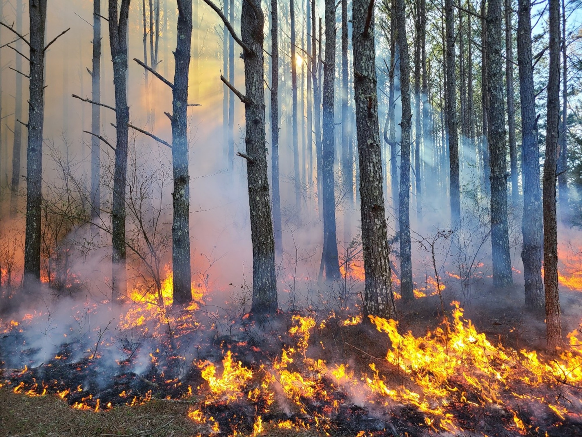 A prescribed fire burns at Arnold Air Force Base, Tennessee, March 2021. This spring, the natural resources staff at Arnold Air Force Base will work with the Air Force Wildland Fire Branch to conduct prescribed fires, or controlled burns, across Arnold. Prescribed fire allows land managers to alter and improve the native ecosystems without utilizing more costly methods such as mulching, mowing and herbicide applications. (Courtesy photo by Brenton Berlin)