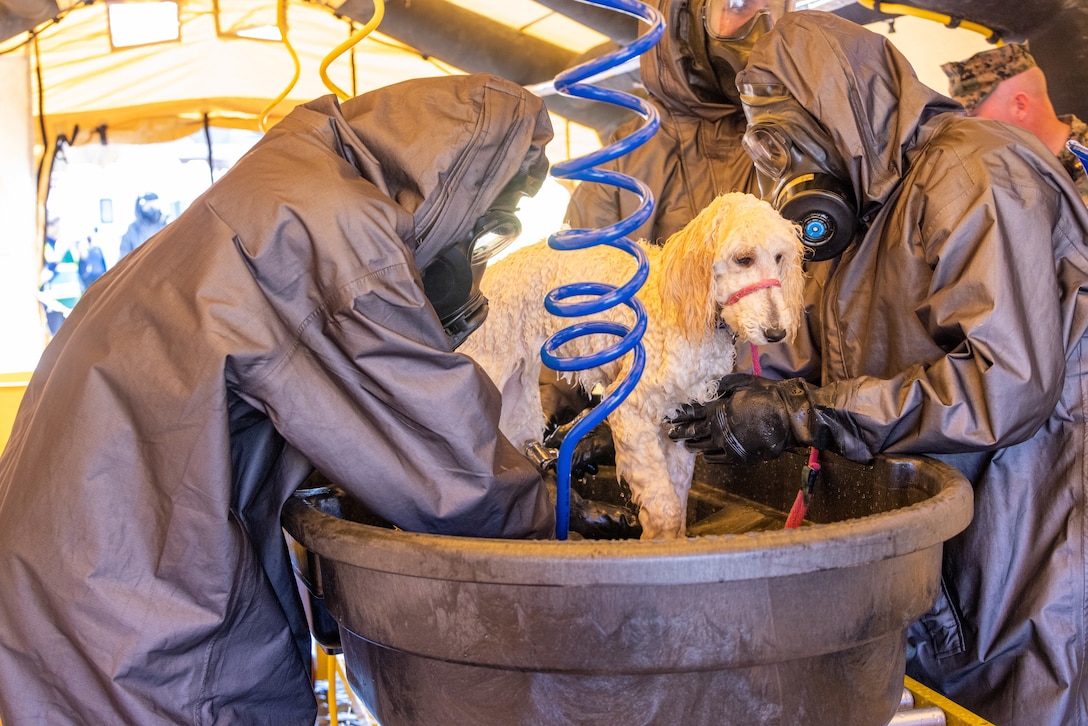 U.S. Marines with Chemical Biological Incident Response Force wash chemicals and particulates off a simulated animal casualty in the decontamination line during exercise Vista Forge in Atlanta, Georgia, Nov. 3, 2022. Exercise Vista Forge was a joint annual exercise in which Army forces directed a series of exercises that brought together local, State, and Department of Defense, capabilities across the Chemical Biological Radiological Nuclear response enterprise across the U.S. (U.S. Marine Corps Photo by SSgt. Jacqueline Clifford)