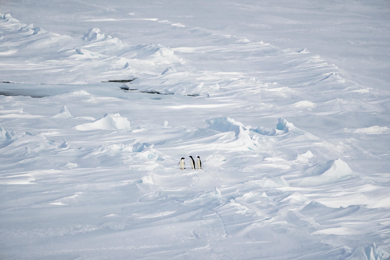 Three penguins stand together on a vast expanse of ice.