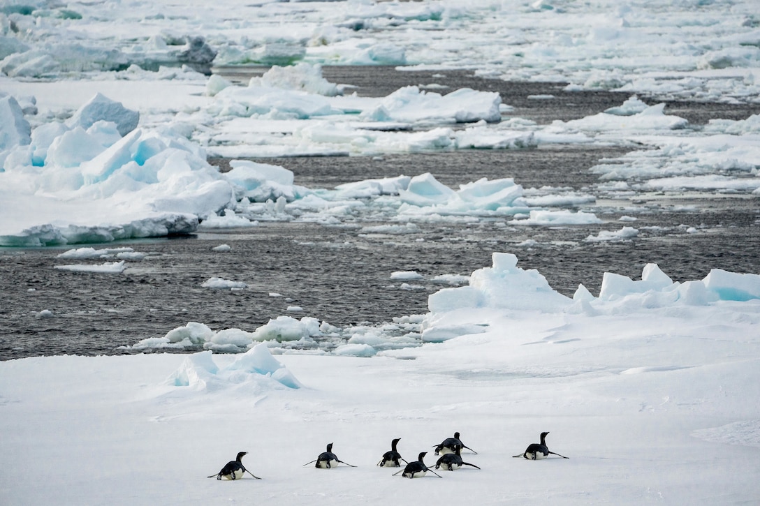 Emperor Penguins