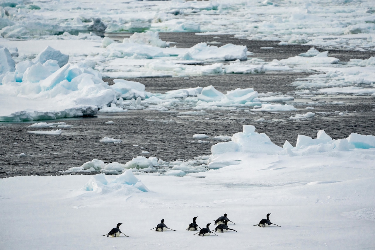 Seven penguins slide on their bellies on pack ice.