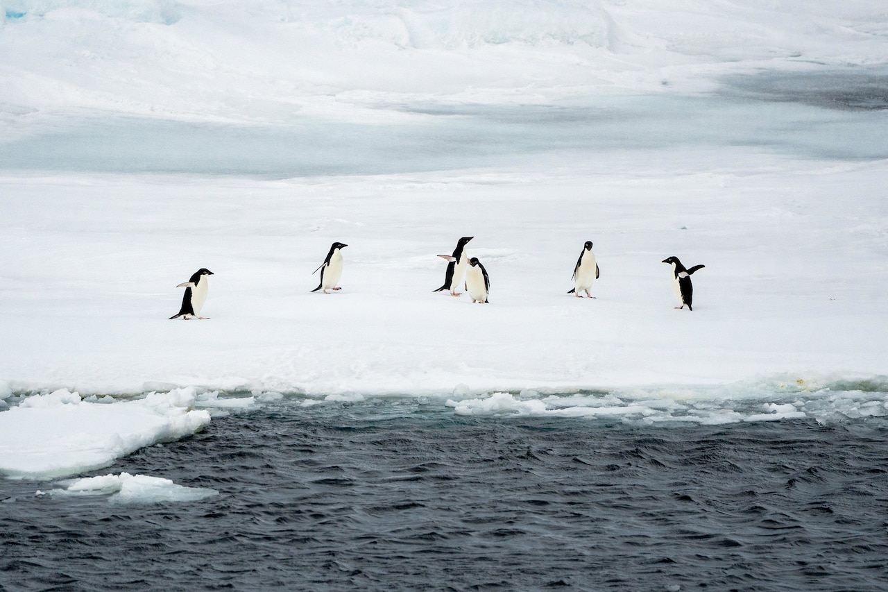 Six penguins waddle on pack ice.