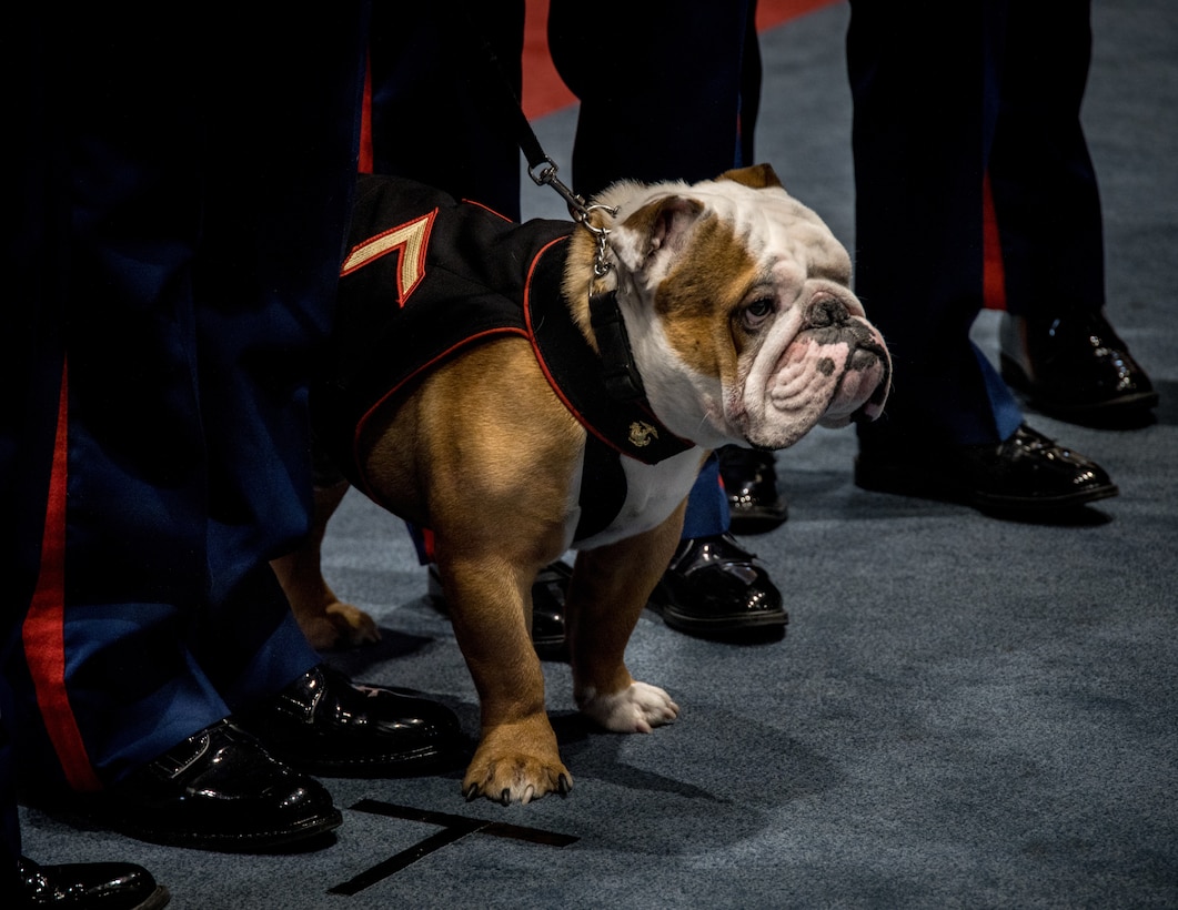 Pfc. Chesty XVI, mascot of the Marine Corps takes a picture with his fellow Marines during a promotion ceremony at Marine Barracks Washington, December 13th, 2022. Chesty XVI was promoted to the rank of Private First Class by the Honorable Carlos Del Toro, Secretary of the Navy. (U.S. Marine Corps photo by Lance Cpl. Pranav Ramakrishna)