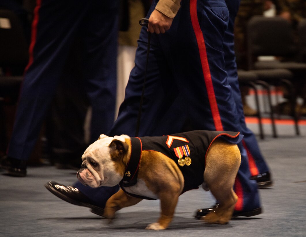 Pfc. Chesty XVI, mascot of the Marine Corps walks back to his seat during a promotion ceremony at Marine Barracks Washington, December 13th, 2022. Chesty XVI, was promoted to the rank of Private First Class by the Honorable Carlos Del Toro, Secretary of the Navy. (U.S. Marine Corps photo by Lance Cpl. Pranav Ramakrishna)