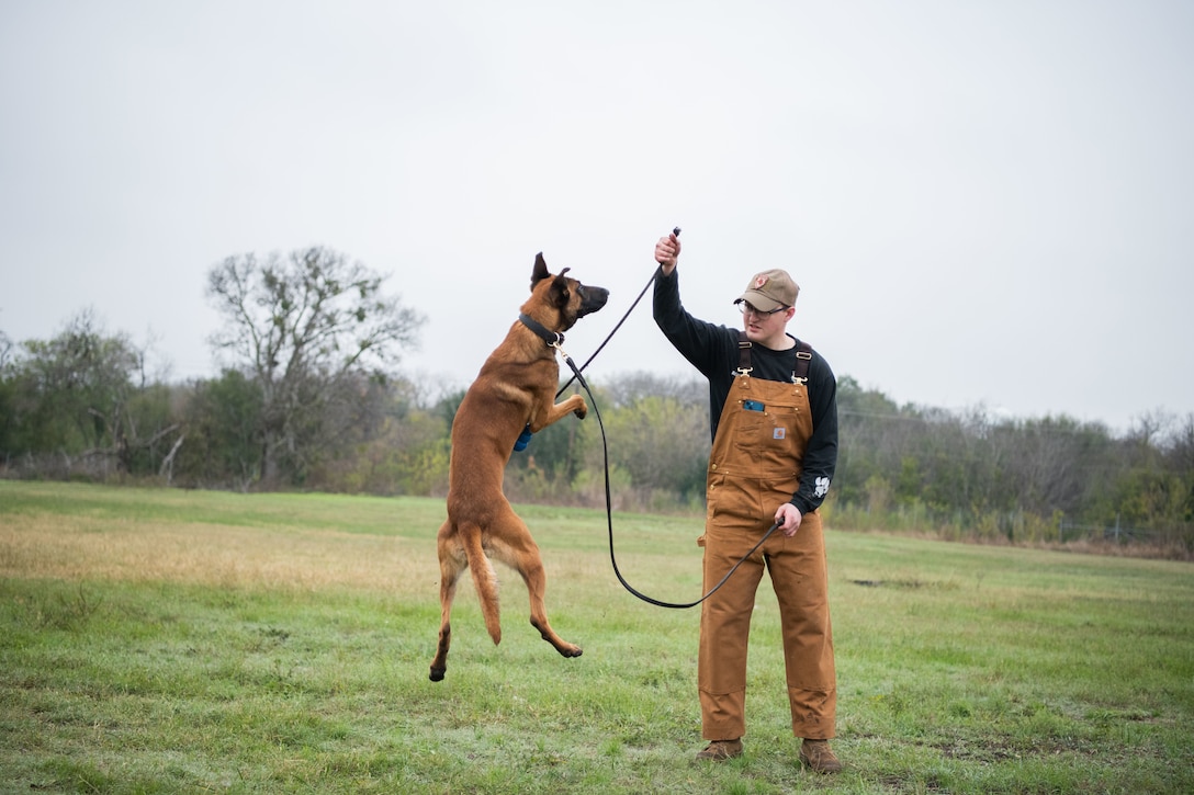 A man holds two leashes as a dog jumps in the air.
