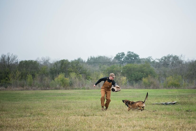 In a field, a dog crouches as he looks at a man.