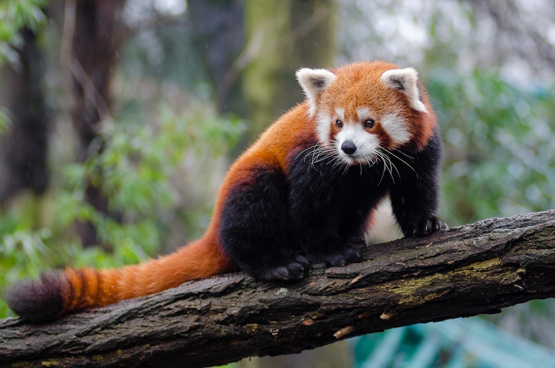 U.S. Army medical team helps Smithsonian National Zoo to protect endangered Red Pandas