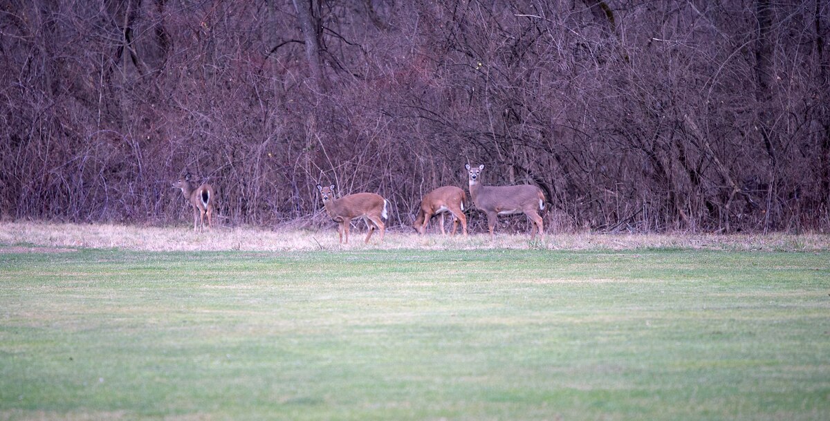 A herd of deer graze on grass at Twin Base Golf Course.