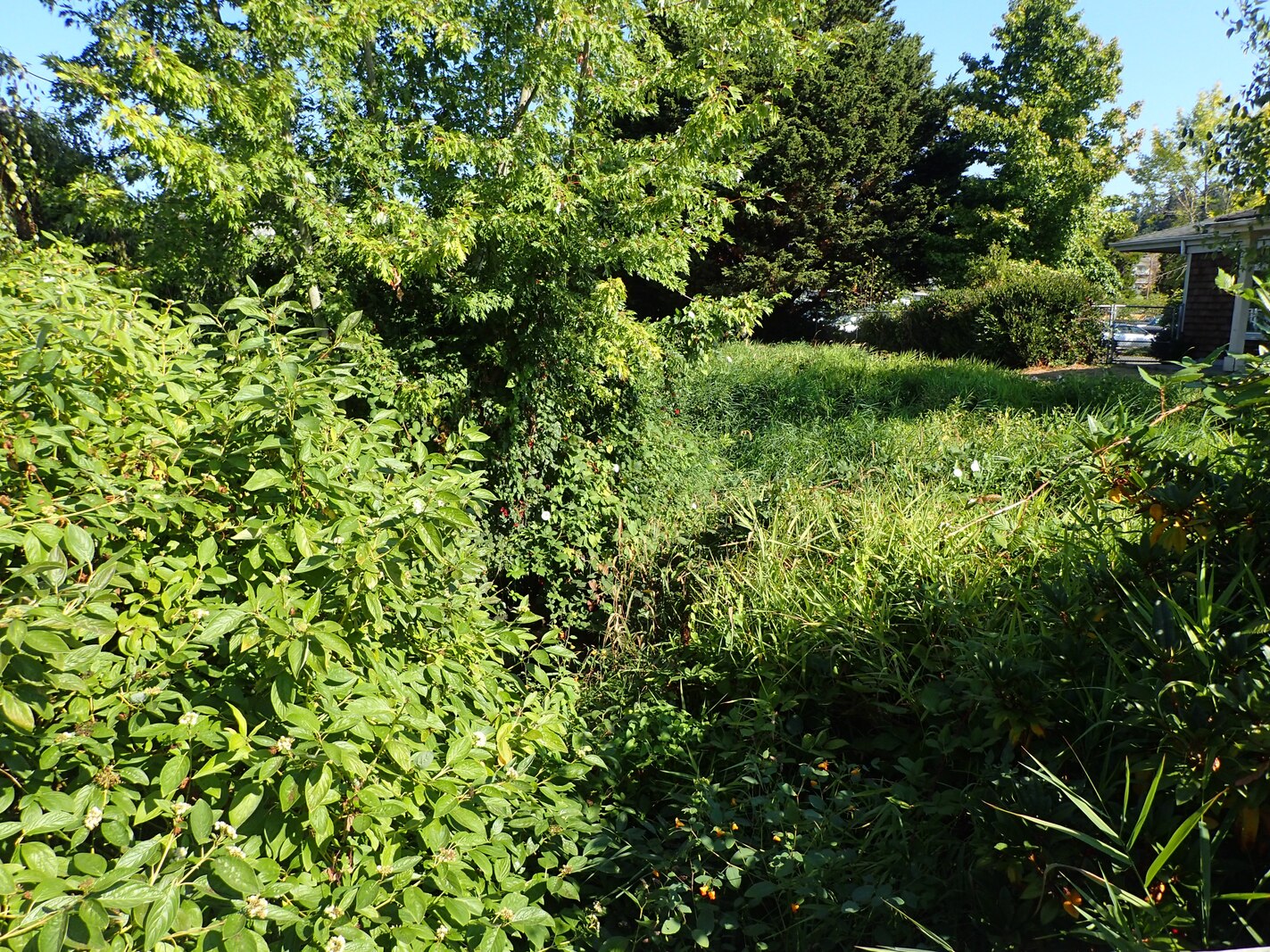 Photo of overgrown plants on trails and buildings around Hall Creek
