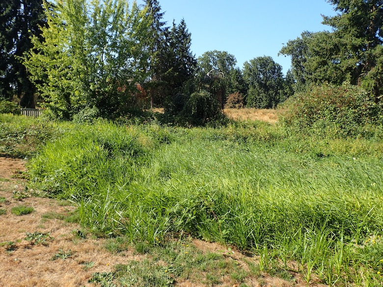 Photo of various invasive plants covering the public trails in Ballinger Park.